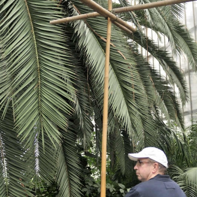 Wycieczka do palmiarni
